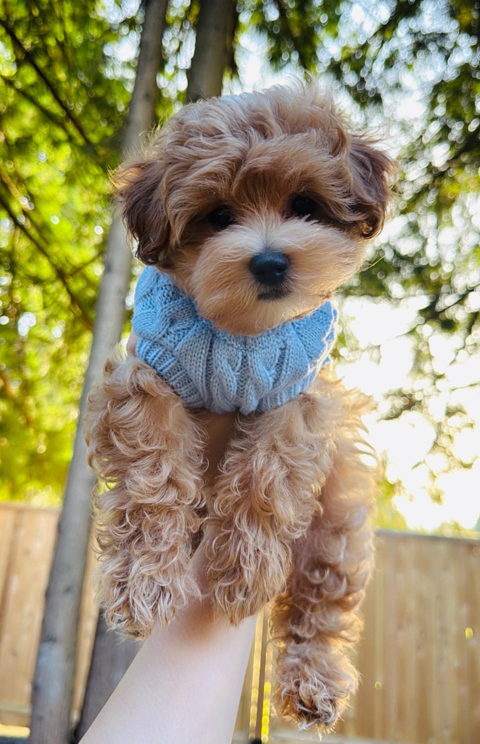 Milo, a Maltipoo therapy dog in training, wearing a cozy blue knit sweater